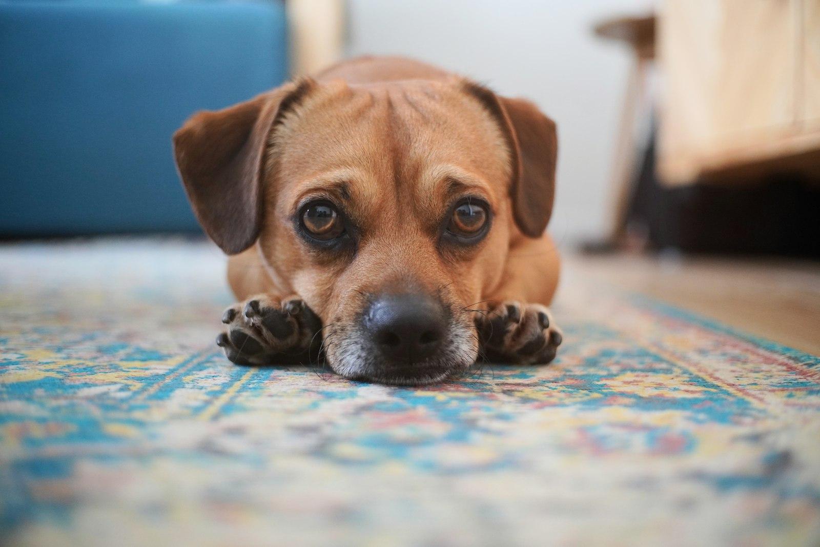 A small dog lying on a rug at home, paws stretched out