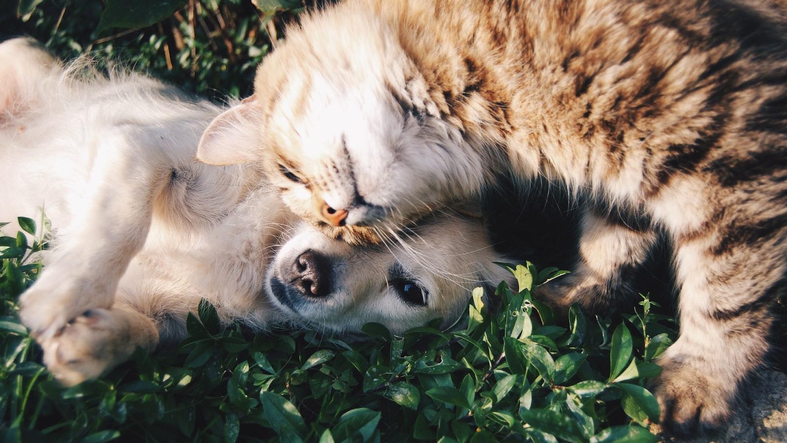 A dog and a cat curled up together on grass