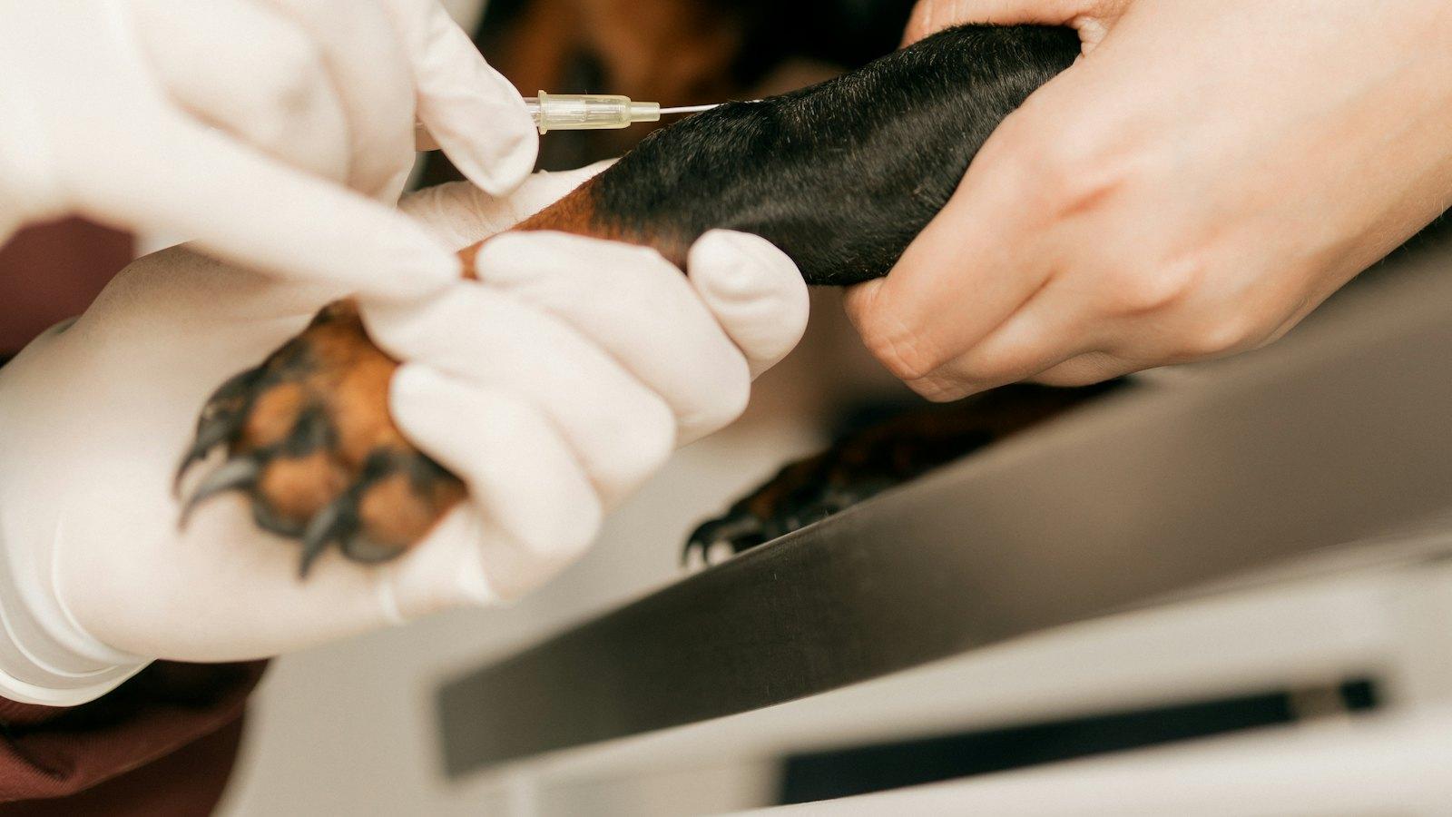A vet in gloves giving a black and tan dog an injection in its front leg
