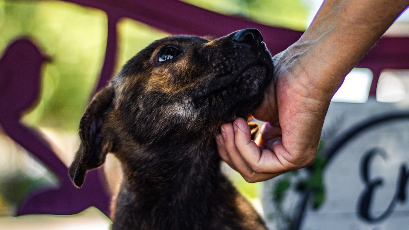 A shelter dog looking up while being scratched under the chin