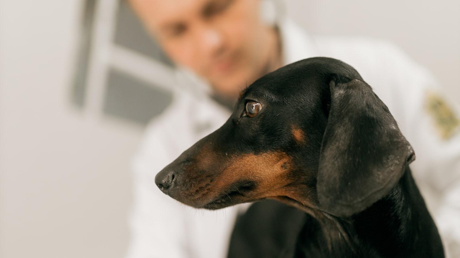 A dachshund on a clinic table with a vet in the background