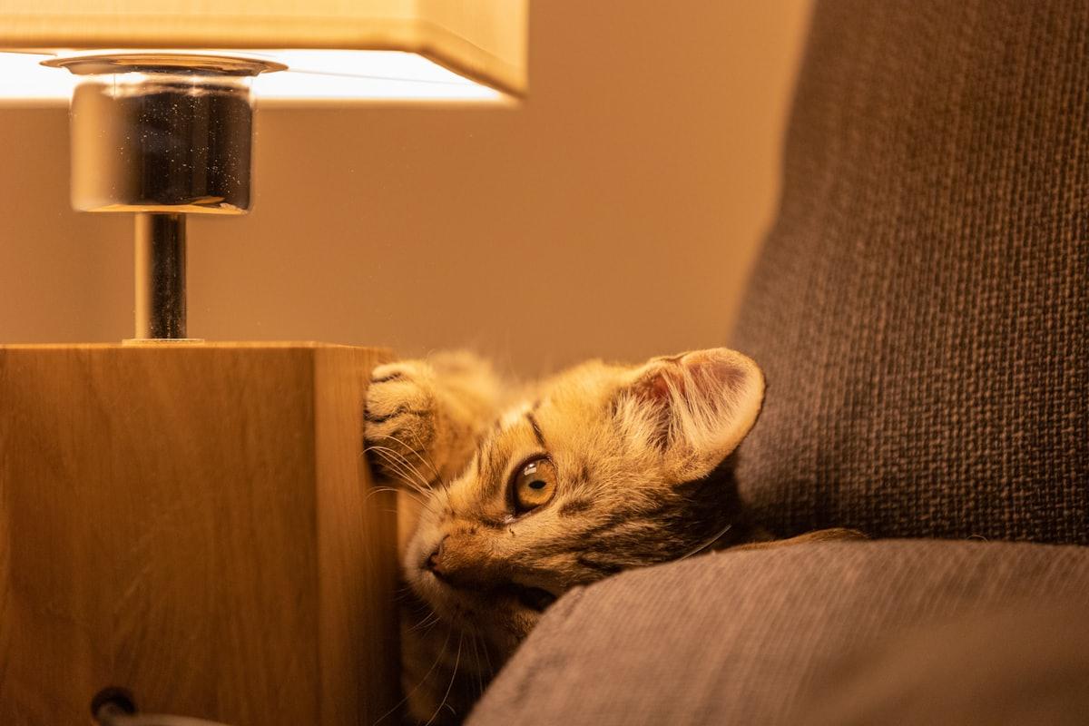 A cat resting on a couch